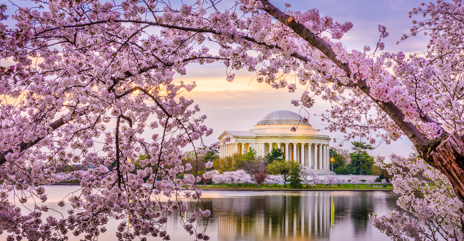 Cherry blossoms framing a historic building by water.